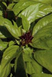Basilikum - 'Clove Scented'