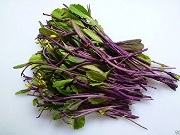 Choy Sum Purple - Brassica rapa