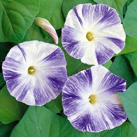 Flying Saucer - Ipomoea Hederifolia