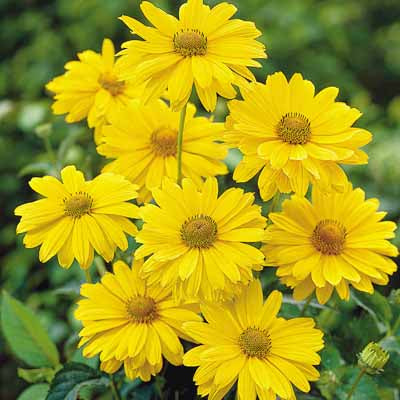 Heliopsis - Summer sun