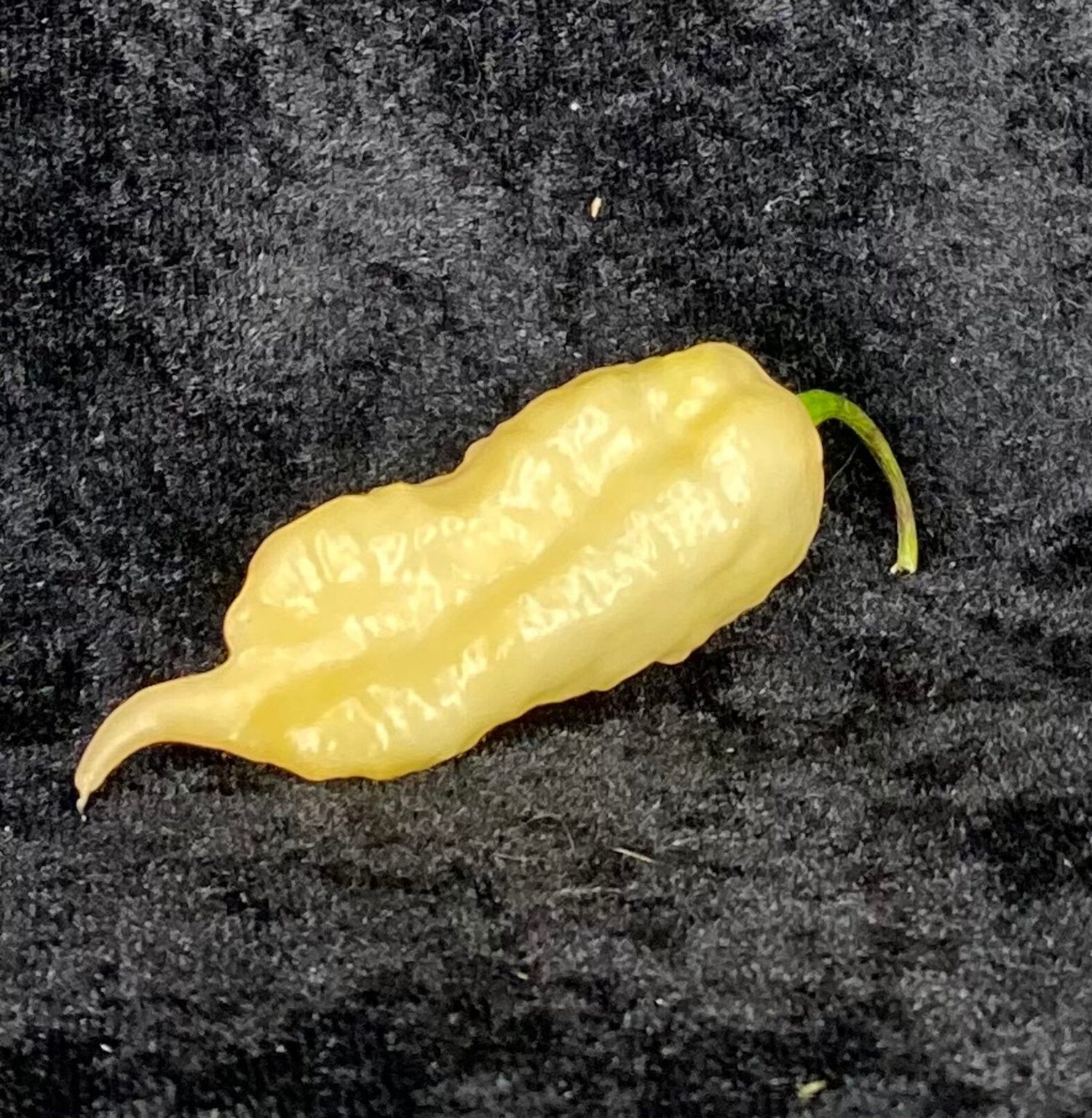 7 Pot Ivory - C. chinense