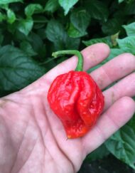 7 Pot Chaguanas Red - C. chinense