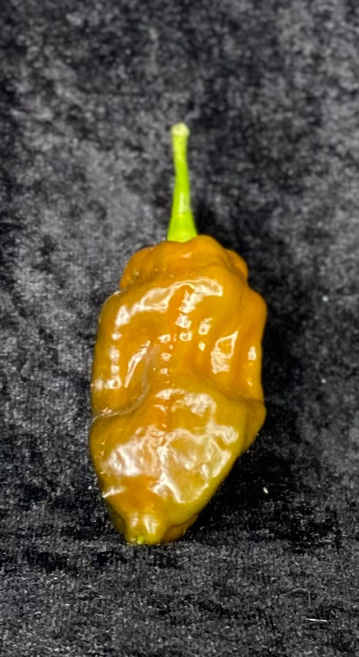 7 pot Brown gravedigger - C. chinense