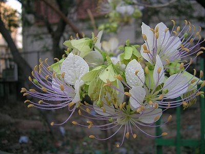 Sweet Indrajao - Wrightia tinctoria