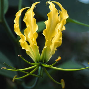 Gloriosa Lutea - Gul Klatrelilje