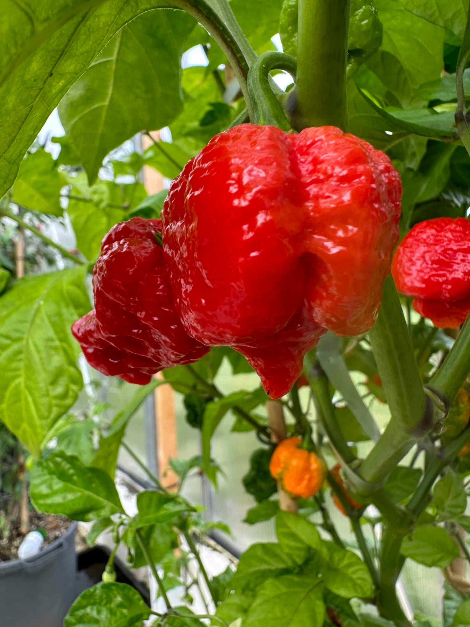 7 Pot Jonah strain – C. chinense