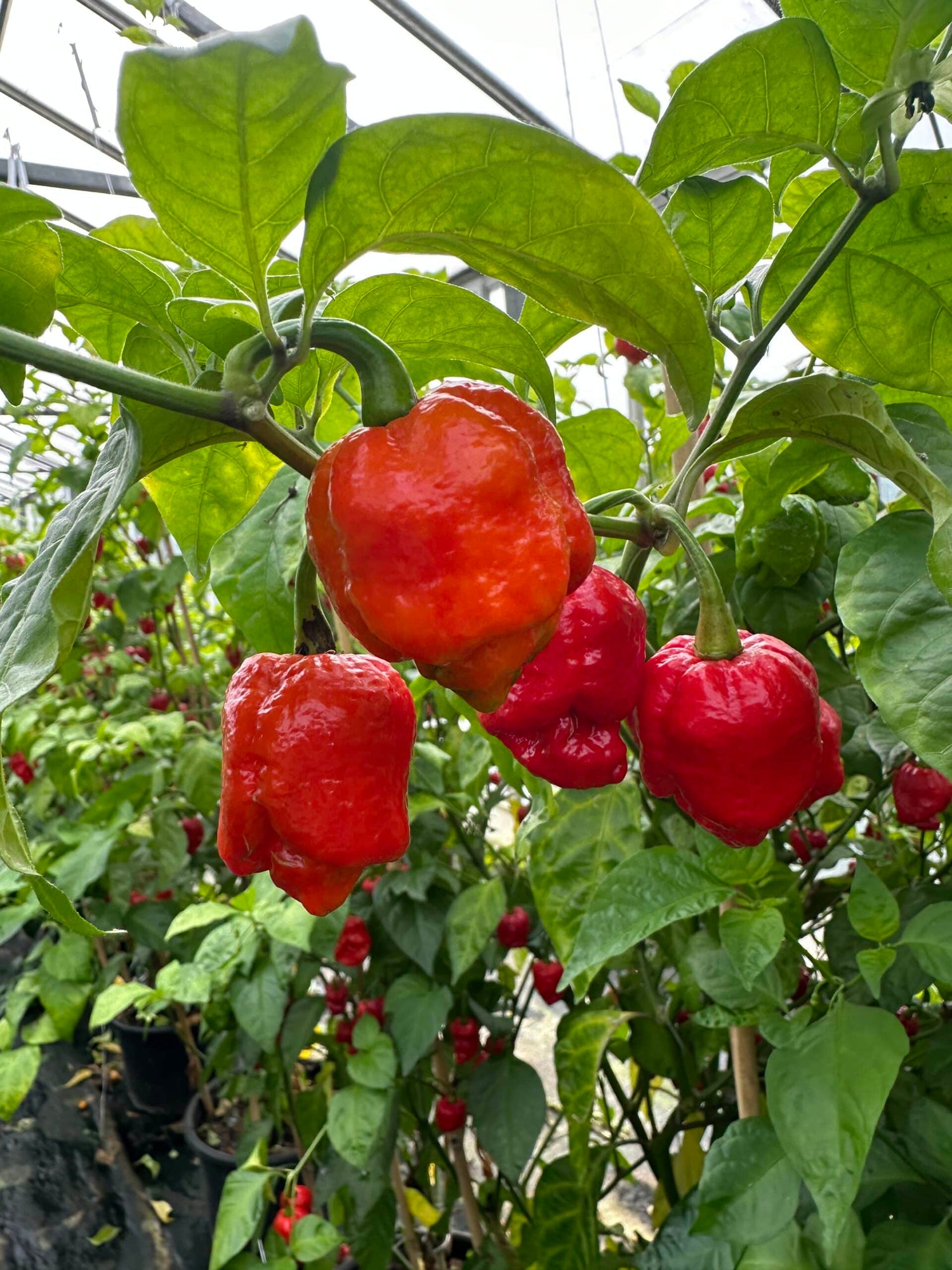 7 pot red gravedigger - C. chinense