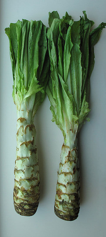 Asparges Salat - Lactuca sativa Celtuce