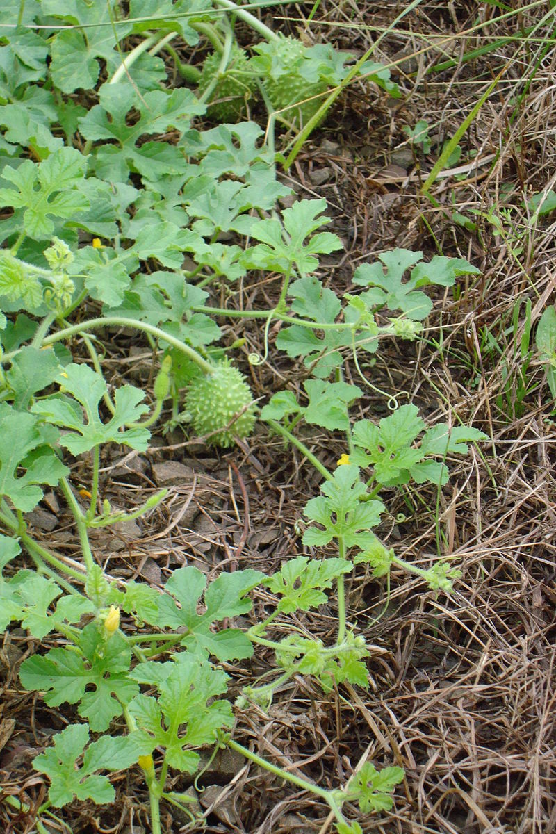 Agurk Maroon - Cucumis anguria