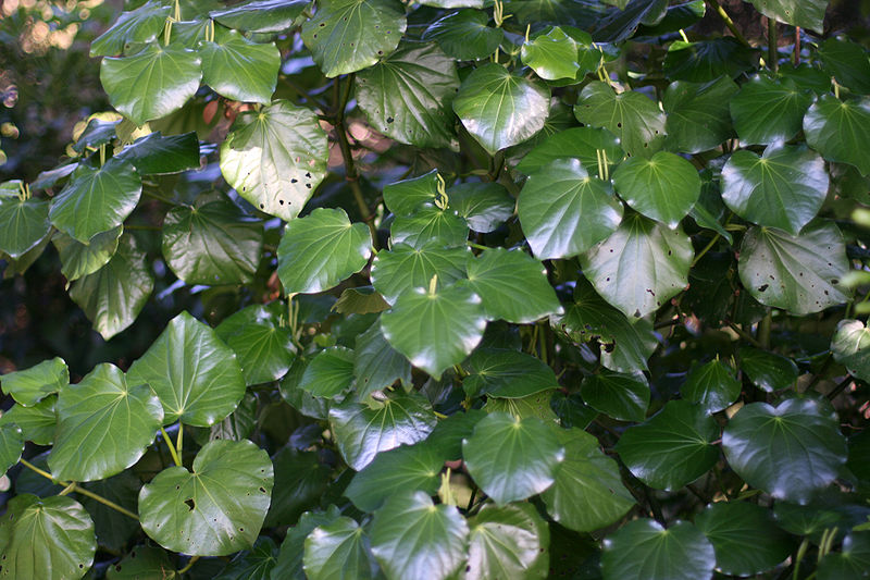 Kawakawa Peber - Piper excelsum