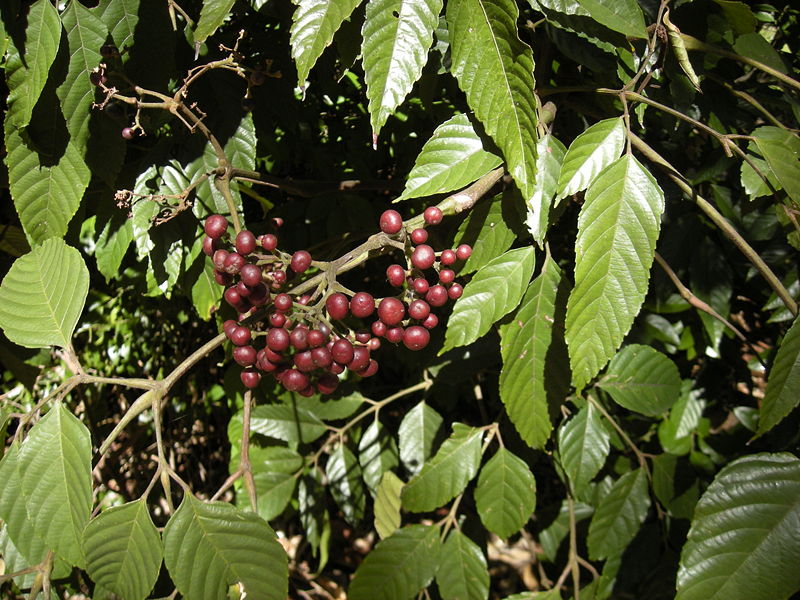 Leea Indica