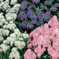 Ageratum - Pink Hawaii