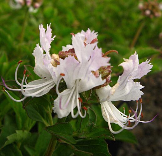 Bjerg Dadel / Vild Mandel - Berchemia discolor