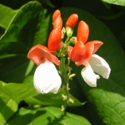 Pralbønne/Stangbønne - Phaesolus coccineus 'Enorma'