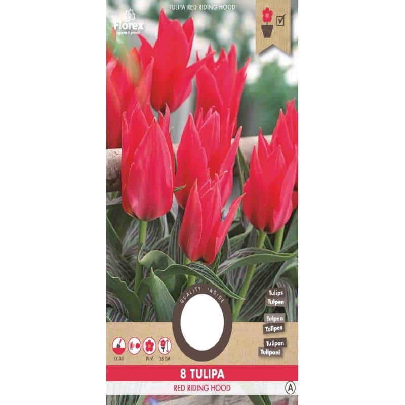 Tulipan Løg - Oriental Beauty