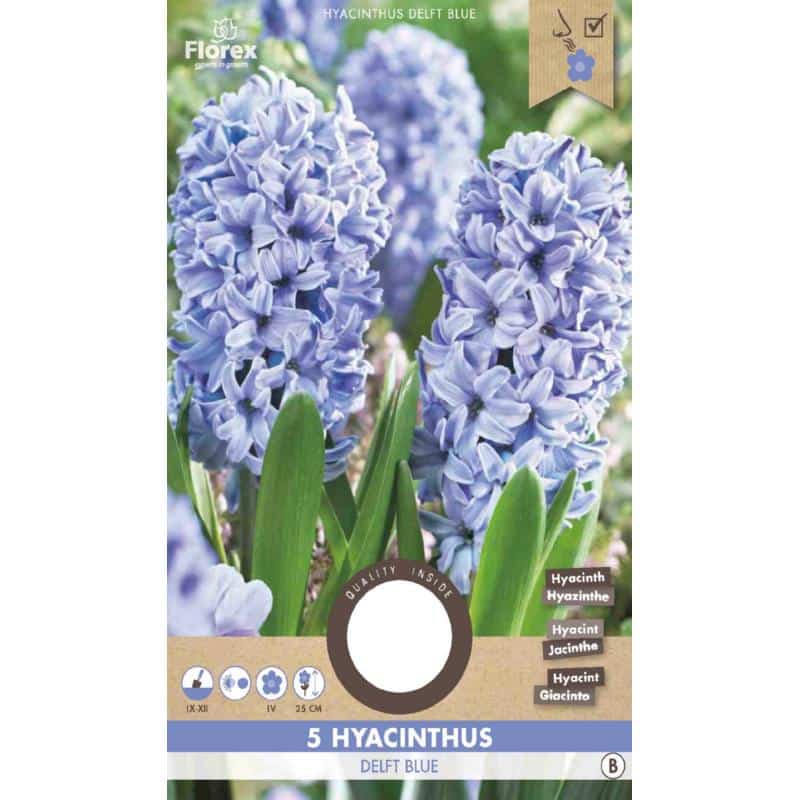 Hyacint Løg - Delft Blue