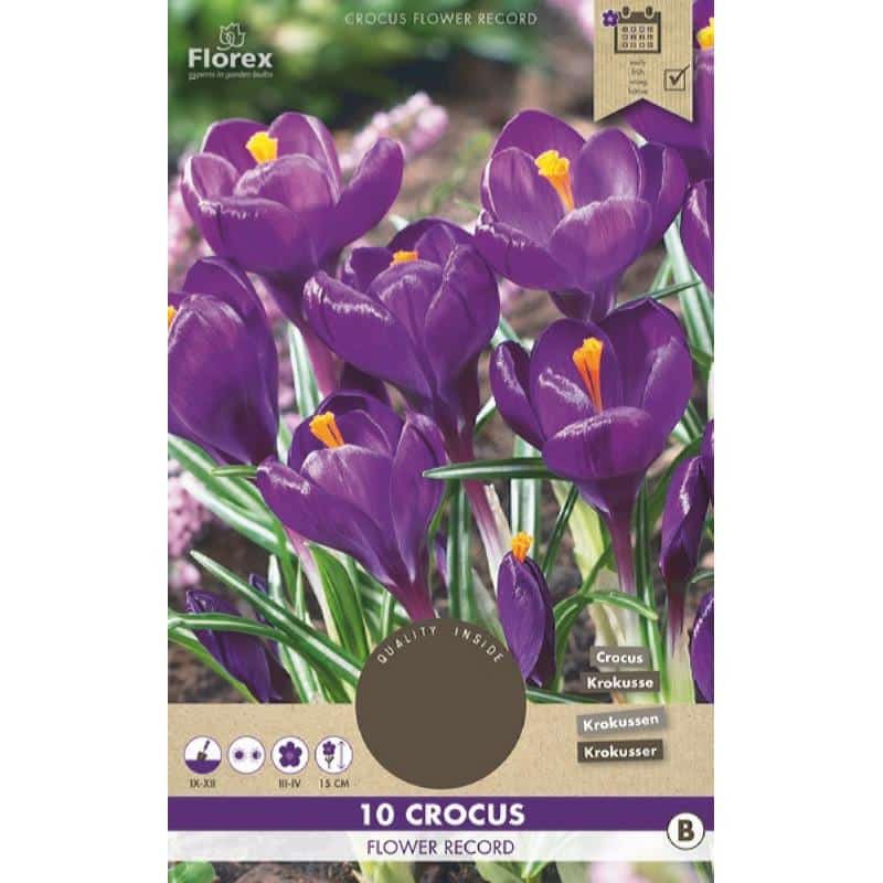 Krokus Løg - Flower Record