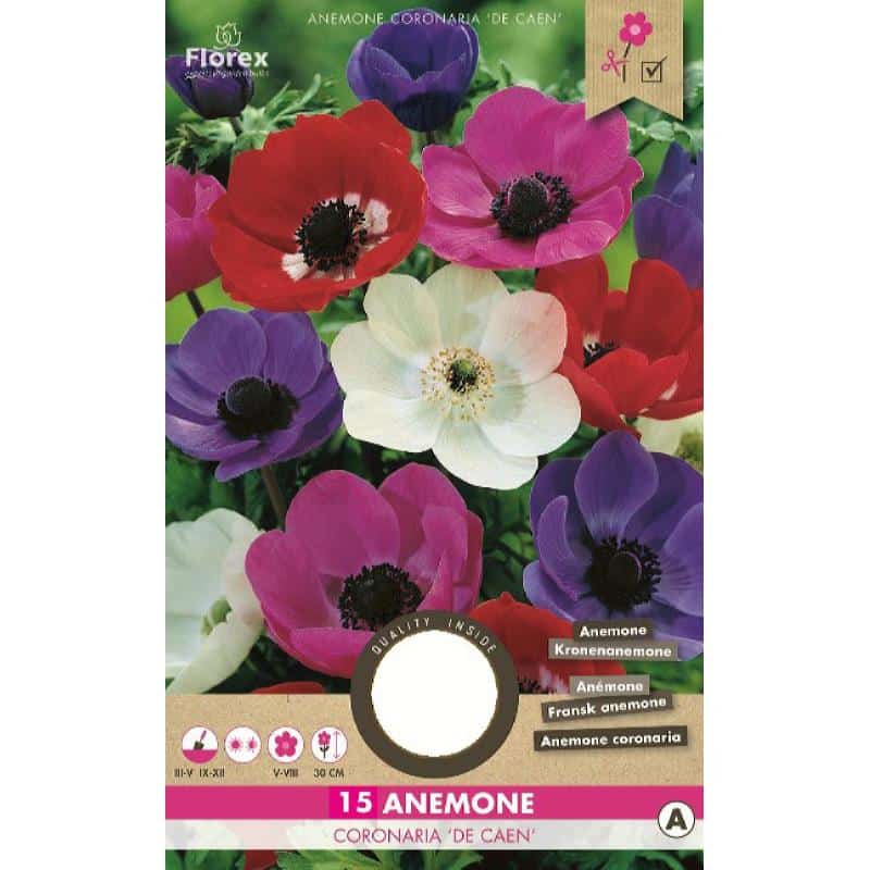 Anemone Løg - De Caen