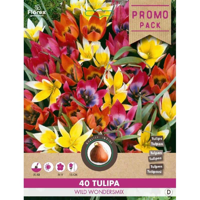 Tulipan Løg - Wild Wonders Mix