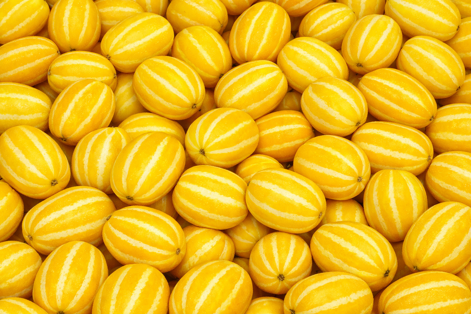 Vildmelon ( Cucumis melo agrestis)