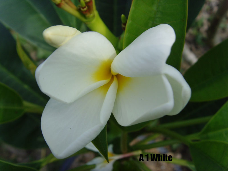 Plumeria - A1 White Yellow