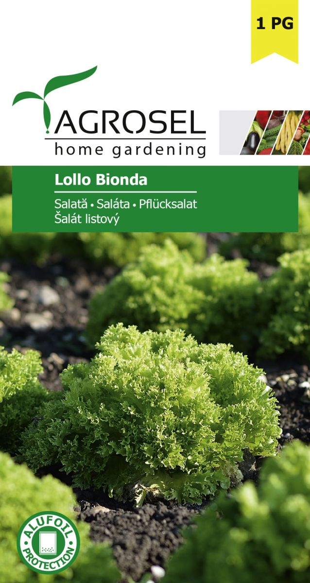Salat - Lollo Bionda
