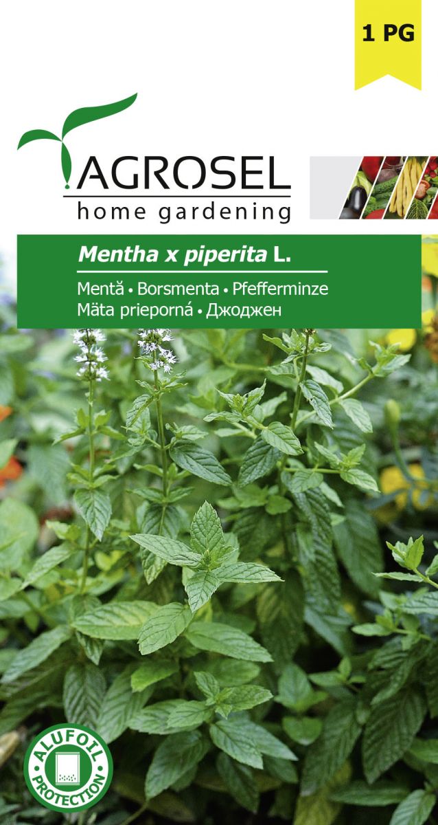 Pebermynte - Mentha piperita L.