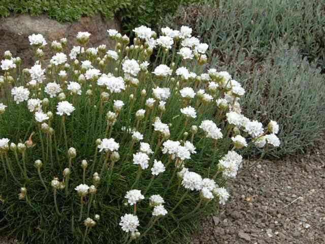 Armeria Hvid - Maritima Alba