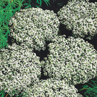 Snetæppe - Alyssum