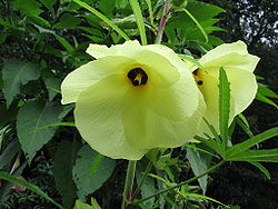 Abiki - Abelmoschus manihot