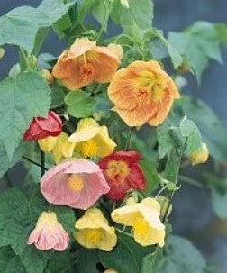 Klokketræ – Abutilon hybridum