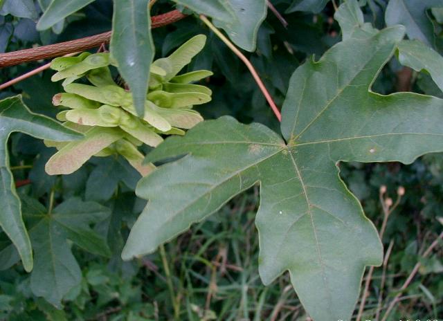 Acer Campestre - Navr