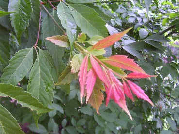 Henry's Maple - Acer henryi