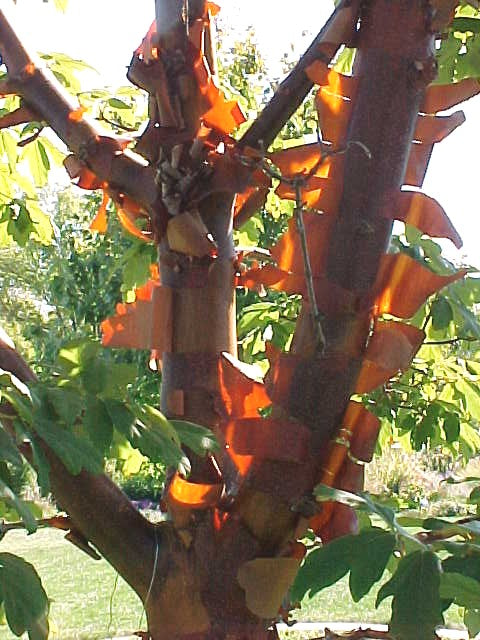 Papirbarkløn - Acer griseum