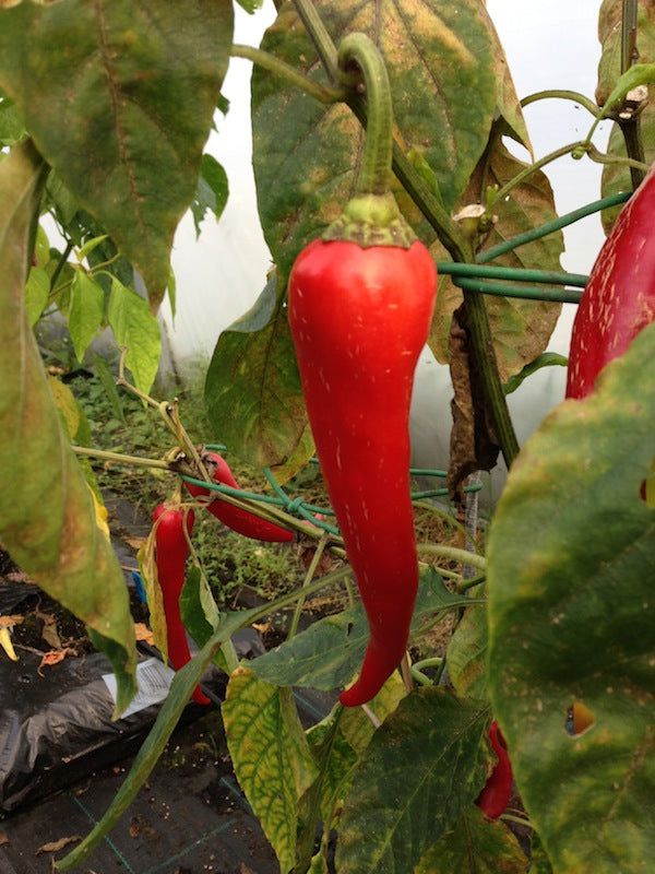 Aci Sivri / Sivri biber – C. annuum