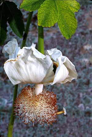 Baobab Træ - Adansonia digitata