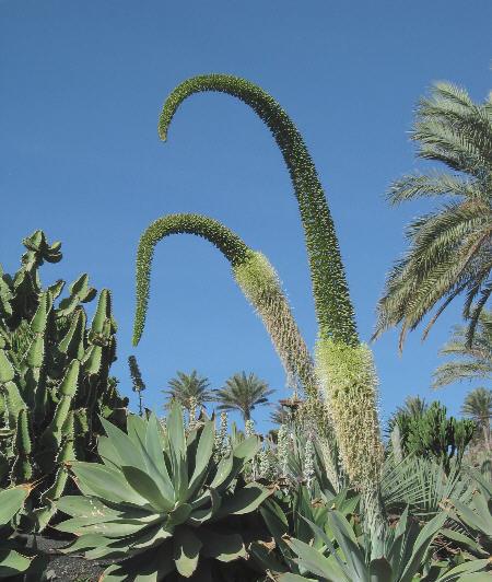 Snabel Agave - Agave attenuata