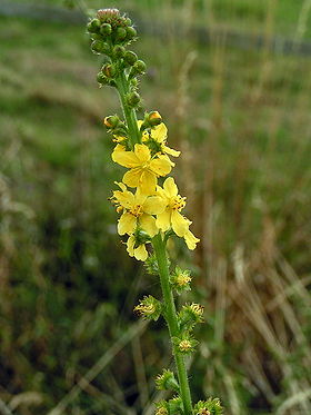 Almindelig Agermåne - Agrimonia eupatoria