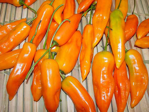 Aji Amarillo - C. baccatum