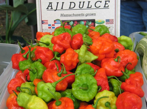 Aji Dulce - C. chinense