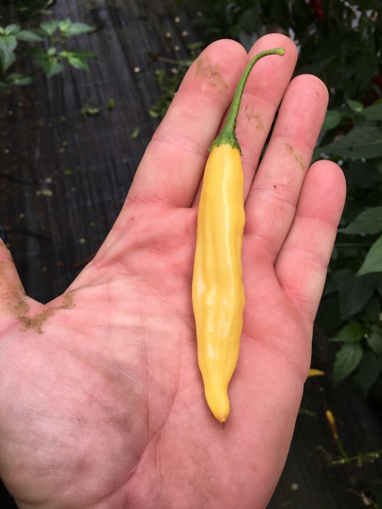 Aji Lemon - Citron Chili - C. baccatum