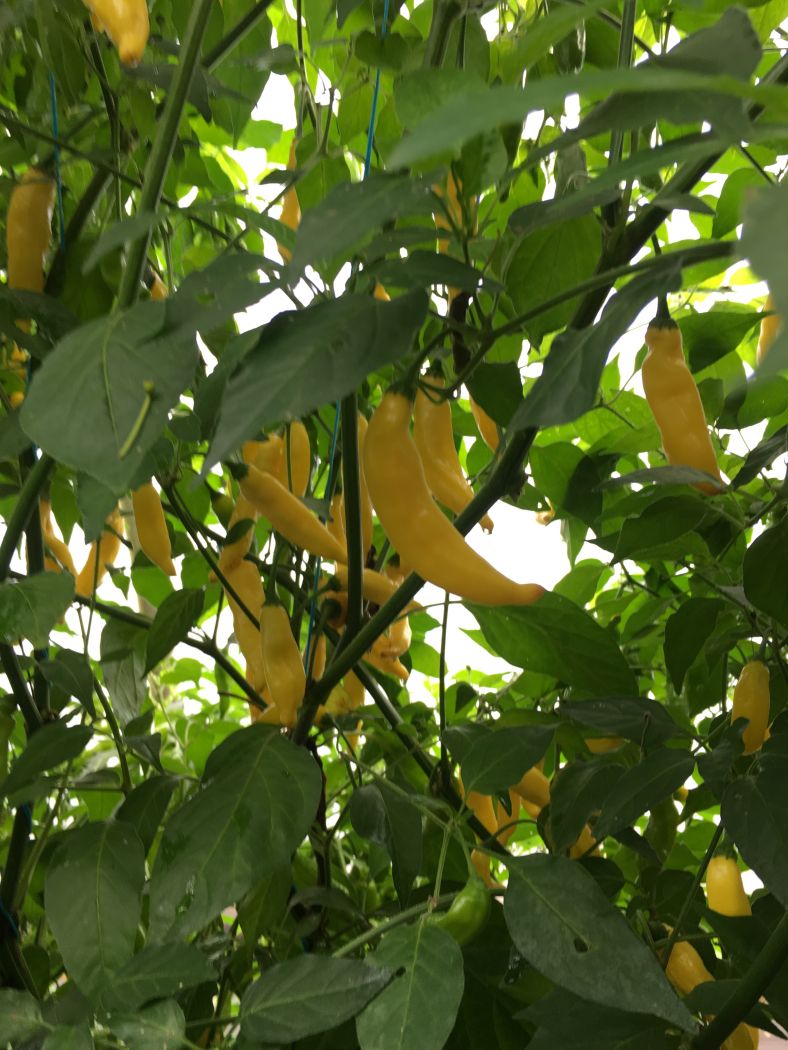 Aji Pineapple - 100 gram