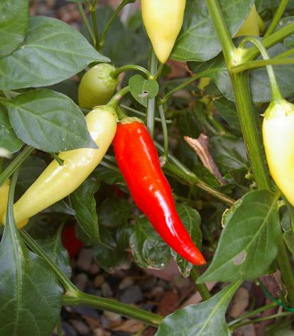 Aji Rojo - C. baccatum