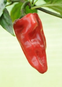 Aji Monagre – C. annuum