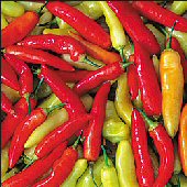 Aji Cristal - C. baccatum