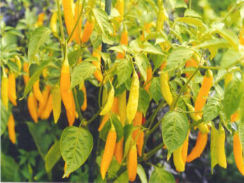 Aji Yellow - C. baccatum