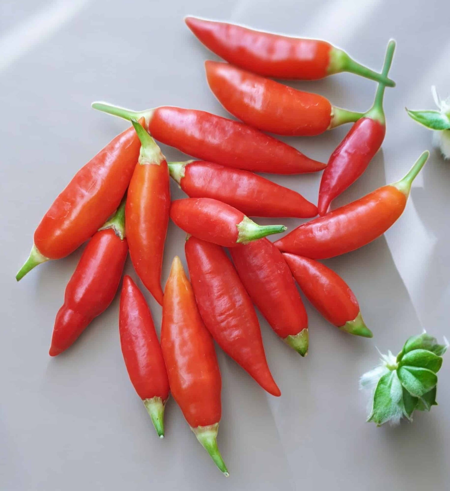 Aji Challuaruro - C.Baccatum
