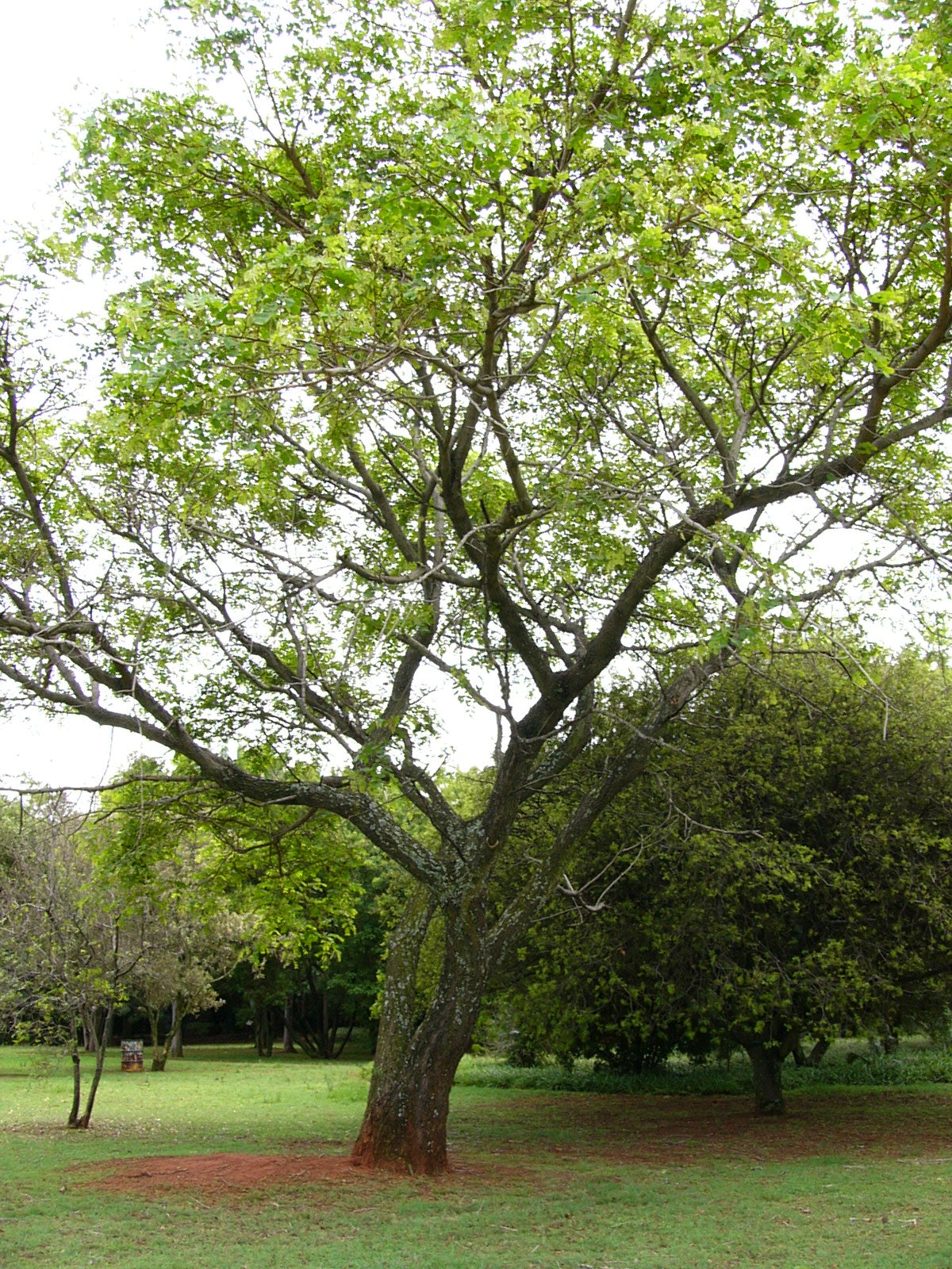 Albizia Versicolor - Tropisk Silketræ