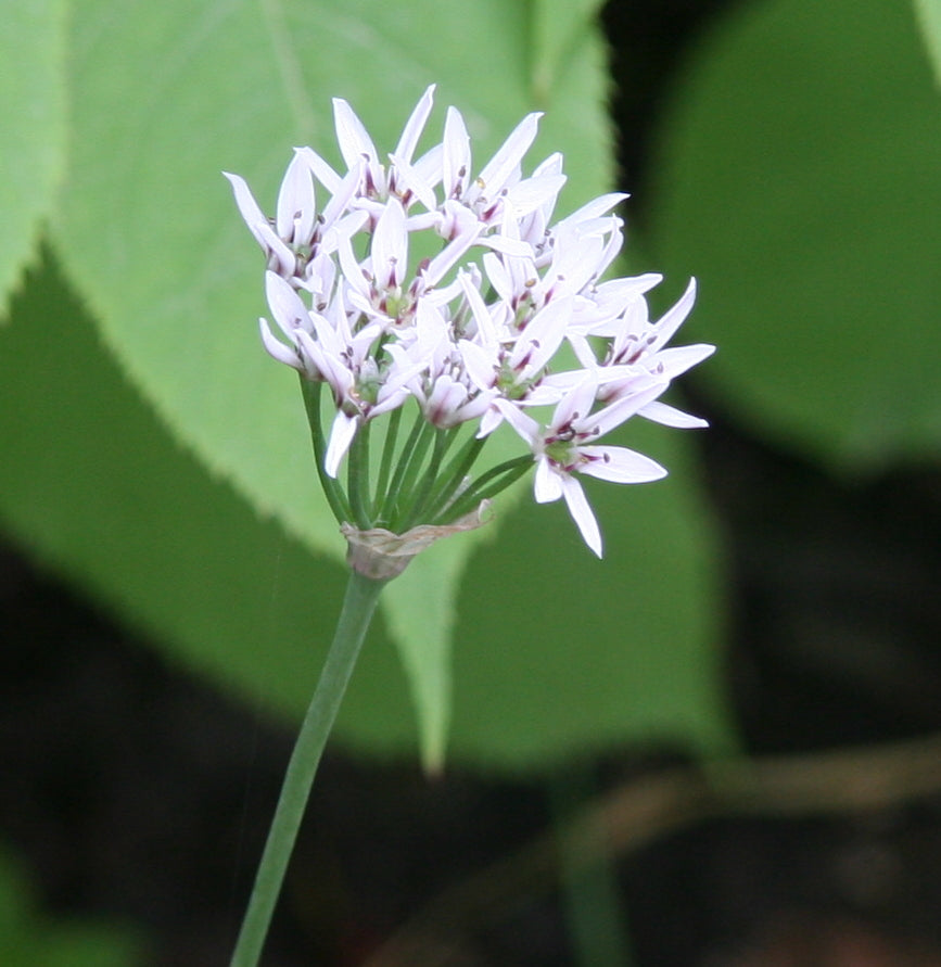 Duftende Blomter Hvidløg - Allium ramosum