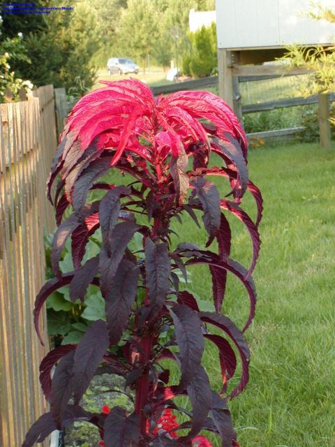 Amaranthus Early Splendor